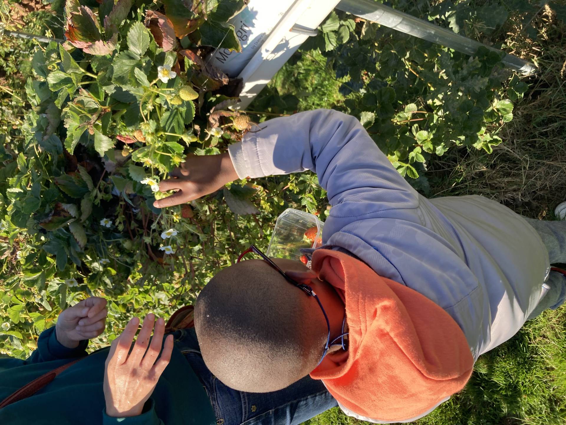 Enfant touchant des plantes en extérieur